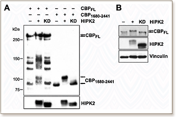 Pub_CRC_2015